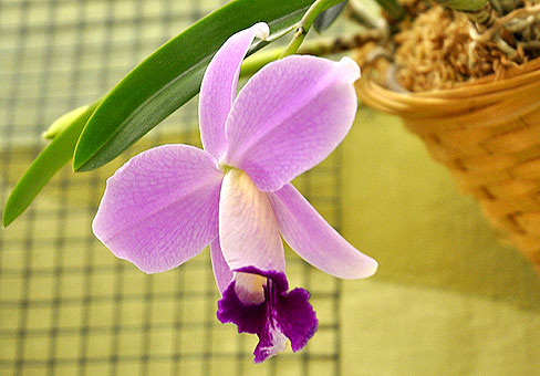 Каттлея (Cattleya) Каттлея (Cattleya)