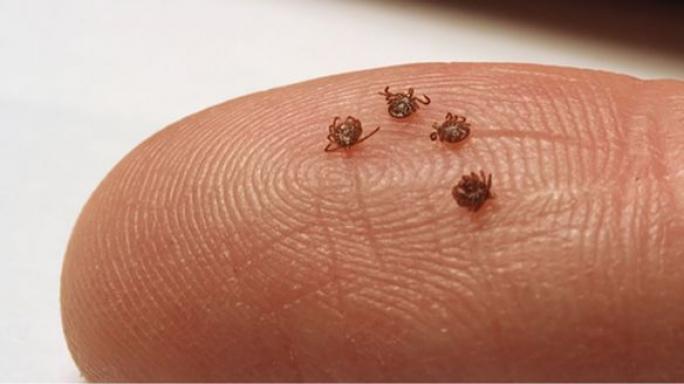 Северный Казахстан атакуют энцефалитные клещи — Здравоохранение — Новости Казахстана, события в РК за неделю