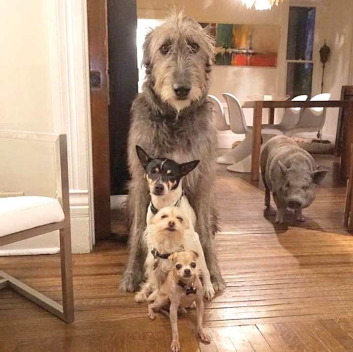 мужчина забирает из приюта старых собак