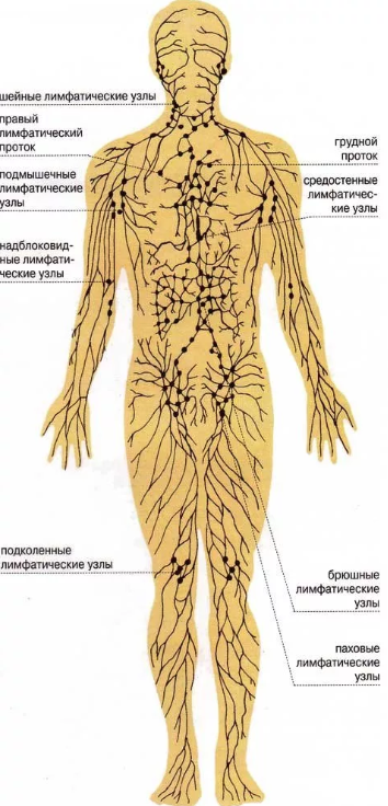 Как разогнать лимфу? Действенные приемы и способы! лимфатической, жидкости, лимфы, всего, массаж, только, очень, организме, лимфосистемы, системы, движение, когда, происходит, нужно, клетки, капилляры, очередь, целом, также, течение