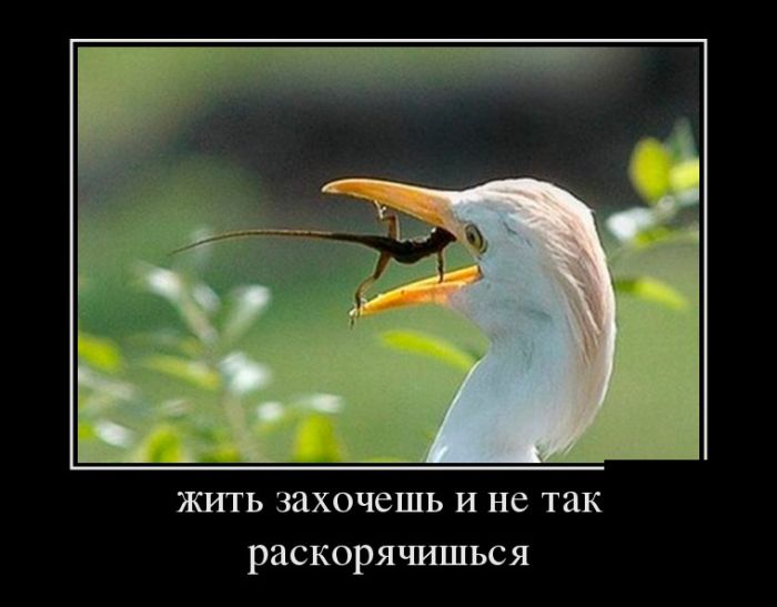 http://mtdata.ru/u24/photo8F07/20654725065-0/original.jpg