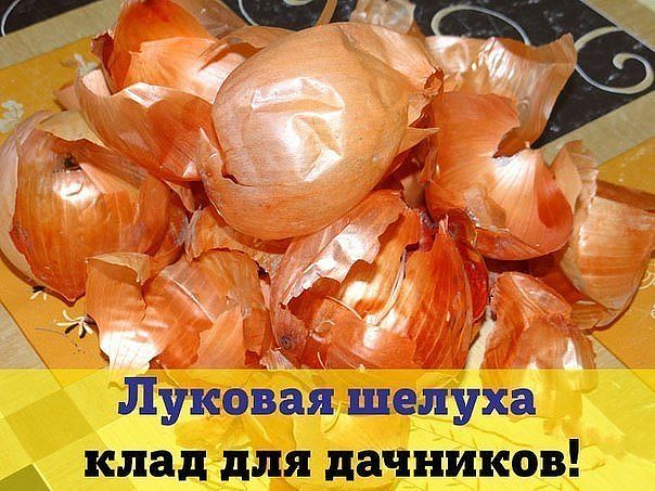 Луковая шелуха — клад для дачников