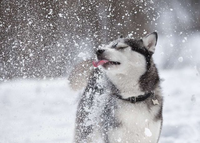 Лютый холод нипочем: 8 пород собак, которым не страшны морозы очень, собаки, порода, поэтому, прекрасно, время, морозы, довольно, длинной, холод, которая, Шерсть, могут, дрессировке, пород, требует, переносят, характером, благодаря, из самых