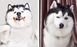 Meet Maru, The Happiest Husky In The World That Is Secretly A Panda