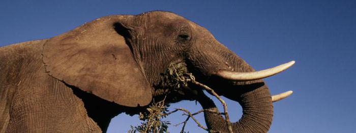 Слон — это самое крупное наземное млекопитающее на планете. Описание и фото животных