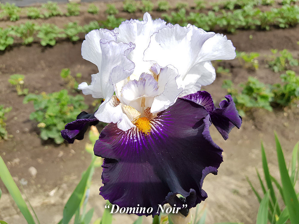 Iris lucky. Ирис Domino Noir. Ирис Masque Noir. Ирис лак лей Домино. Ирис бал маскью.