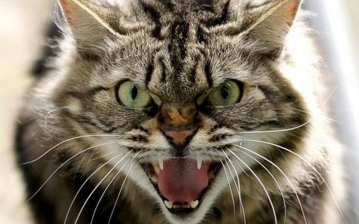 5177462_ui58ef1ef866566612067018 (700x437, 52Kb)