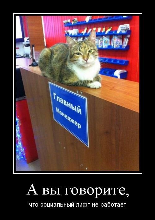 Прикольные демотиваторы для хорошего настроения 