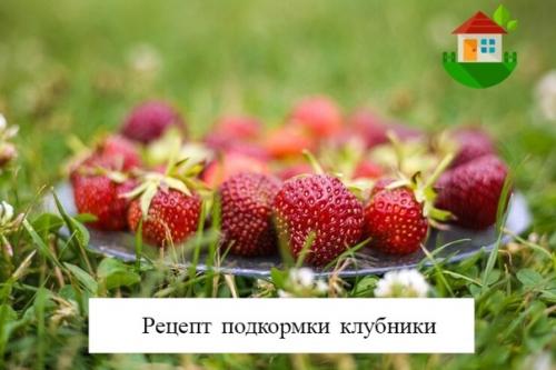 Рецепт подкормки клубники, который обеспечит крупными и сладкими ягодами на весь сезон.