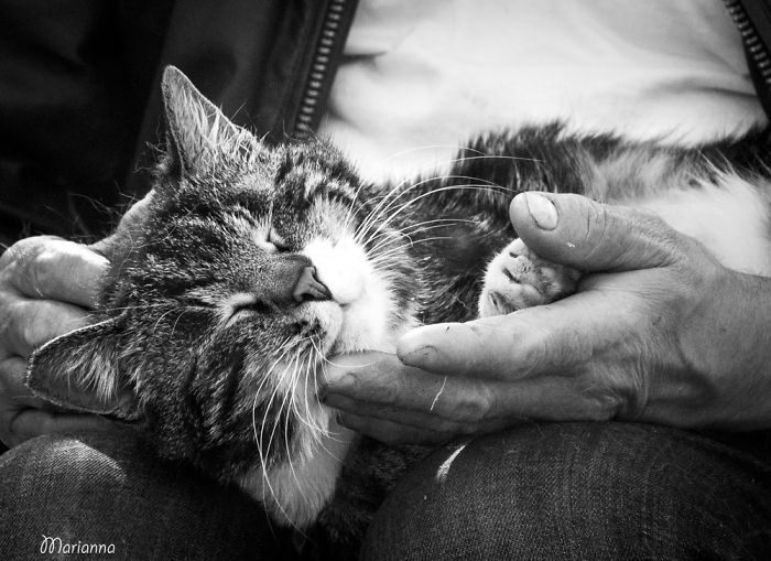 Счастливые кошки Счастливые кошки