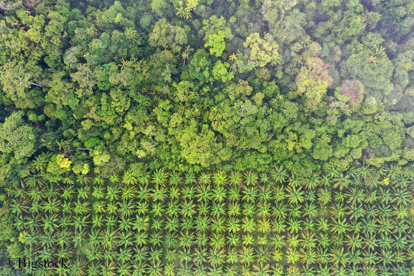 Тропический лес и плантация масличных пальм, Борнео, Малайзия