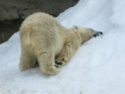 Новость на Newsland: Краснокнижному медведю скормили взрывпакет