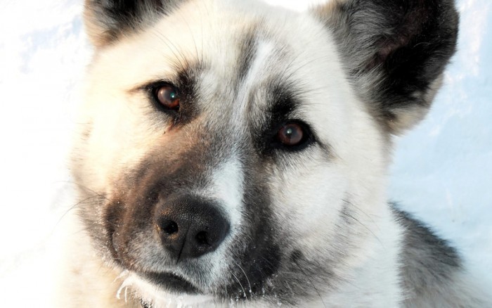 20 фото беспородных собак, сделанных с любовью 20 фото беспородных собак, сделанных с любовью