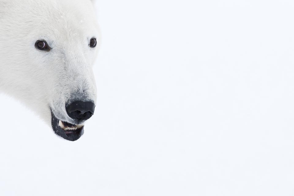 Potrait of Polar Bear