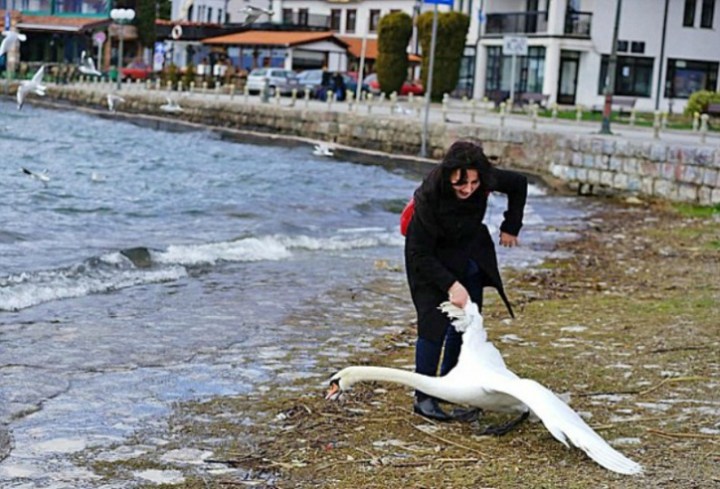 лебедь погиб после того как с ним сделали селфи 