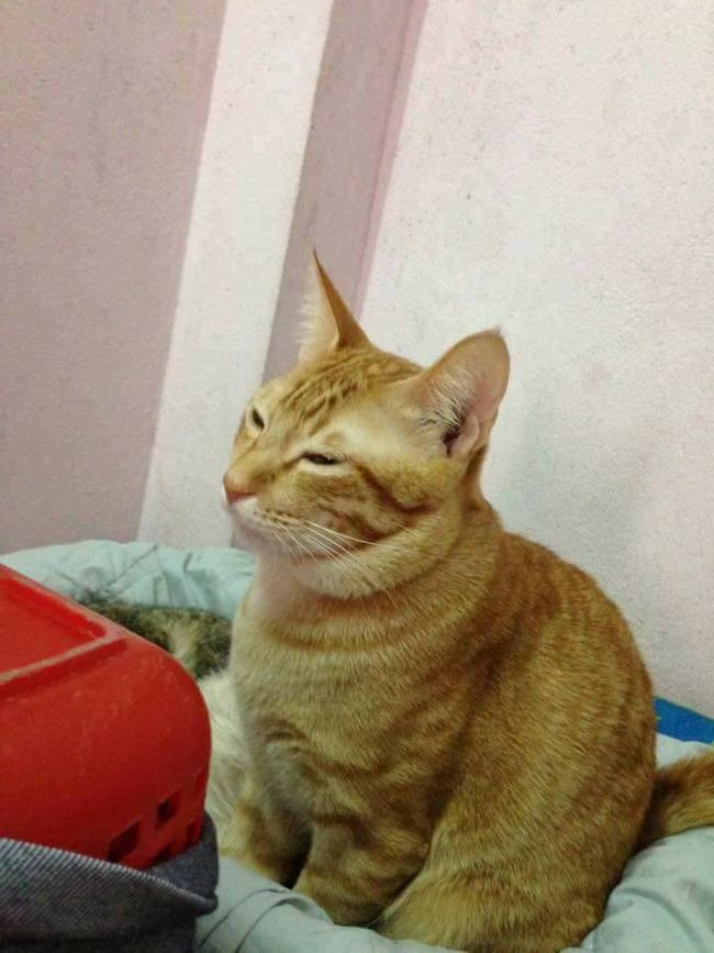 koty2