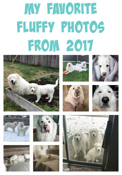 I took a look back at all the photos I took of the fluffies in 2017. Here are my top ten favorite photos!