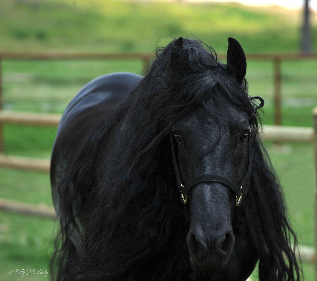 Красота жеребца Фредерика Великого поражает! Красота жеребца Фредерика Великого поражает! картинки