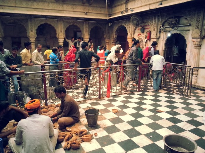 Почему люди стремятся в храм Шри Карни Мата, где обитает 250 000 крыс Индия
