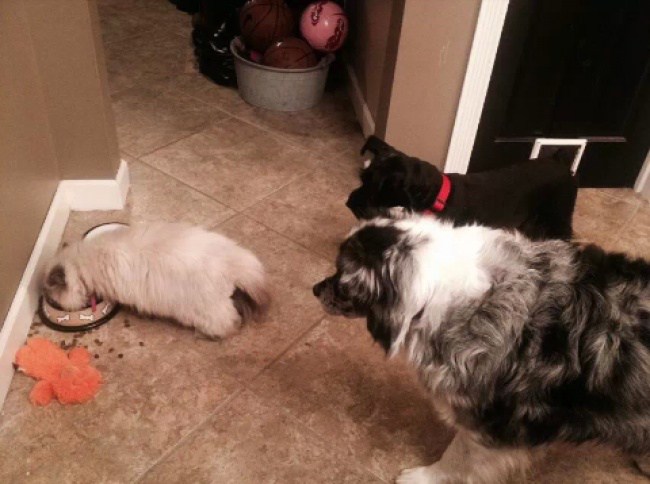 когда собаки беззащитны перед кошками