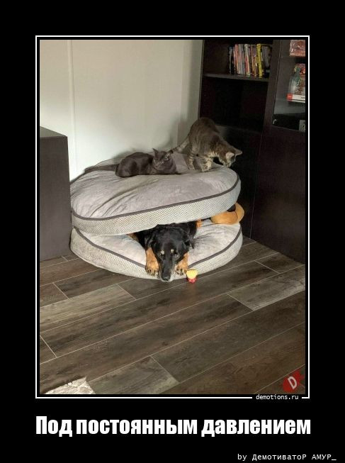 Демотиваторы прикольные: «Расставляй по фэншую…» 