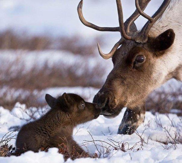 Северные олени детеныши, дети, животные, забота, звери