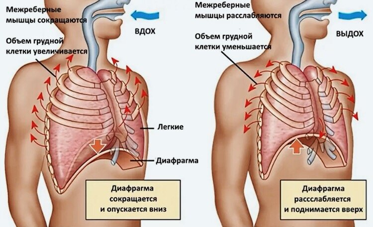 "Тайная мудрость человеческого организма" и как восстановить "второе сердце" А.Залманов дыхание,здоровье,лечение,медицина,оздоровление организма