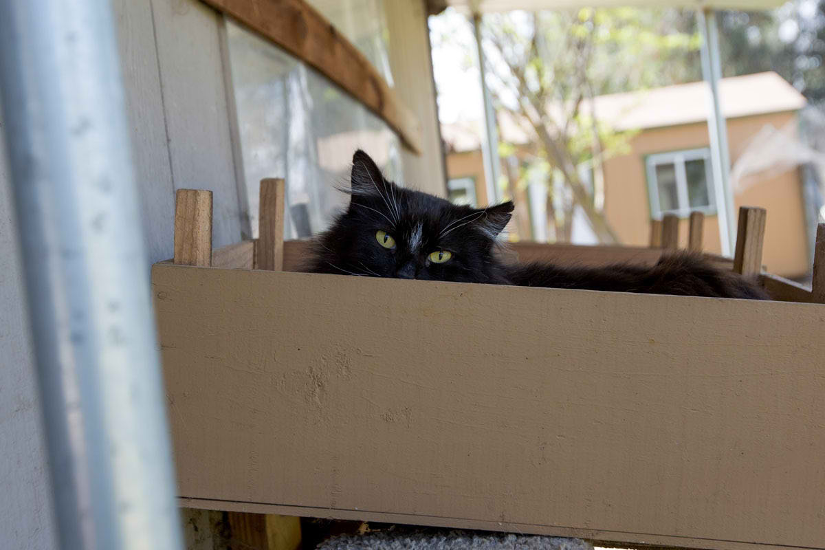 Самый большой приют для кошек и собак