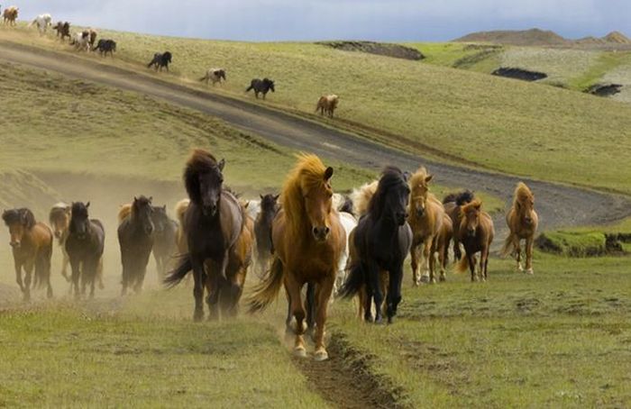 Красивая подборка фотографий животных и природы (67 фото)