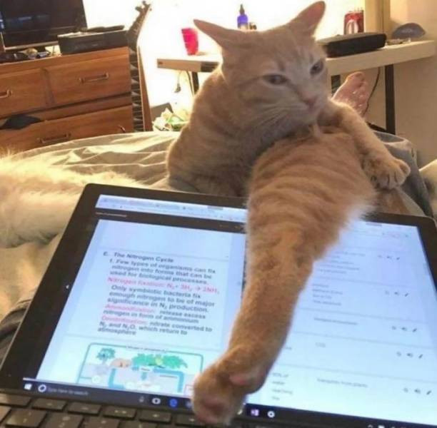 Делаю что хочу! 