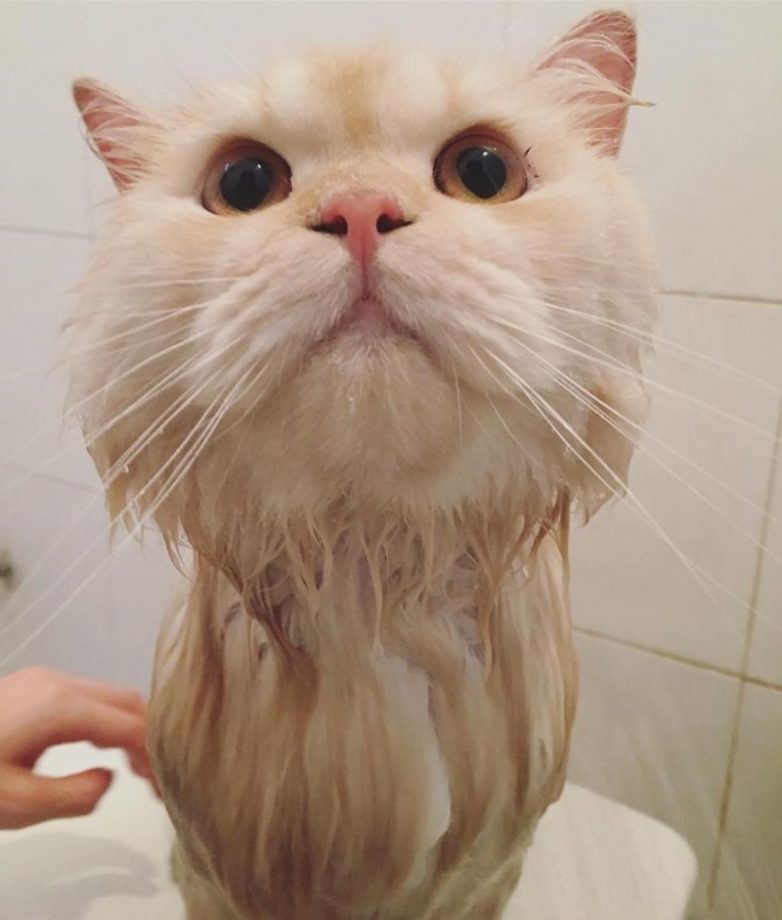 Кот, который обожает принимать душ