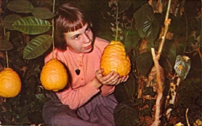 Девочка Беверли Гилман и необычные лимоны, выросшие в садах Галлертауна штата Пенсильвания.