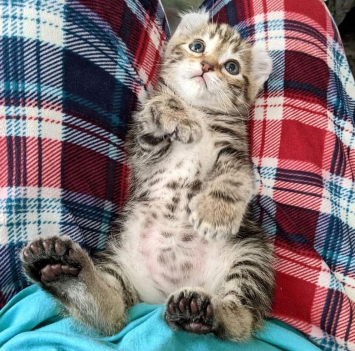 Без кота и жизнь не та
