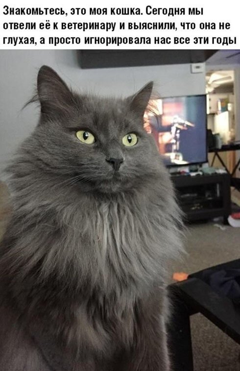 Первым, что бросилось Сереге в глаза, был кот. И последним демотиваторы,животные,позитив,Смешные животные,юмор