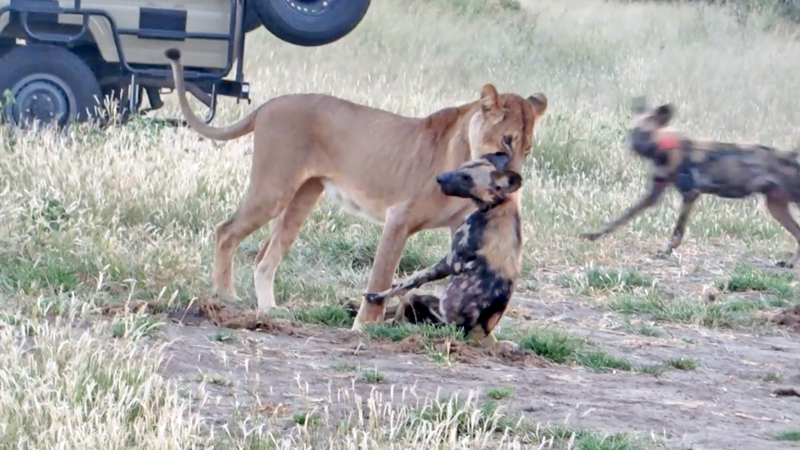 Дикий пёс перехитрил жадную львицу на глазах у туристов в Африке Дикий пёс, африка, в мире, видео, животные, львица