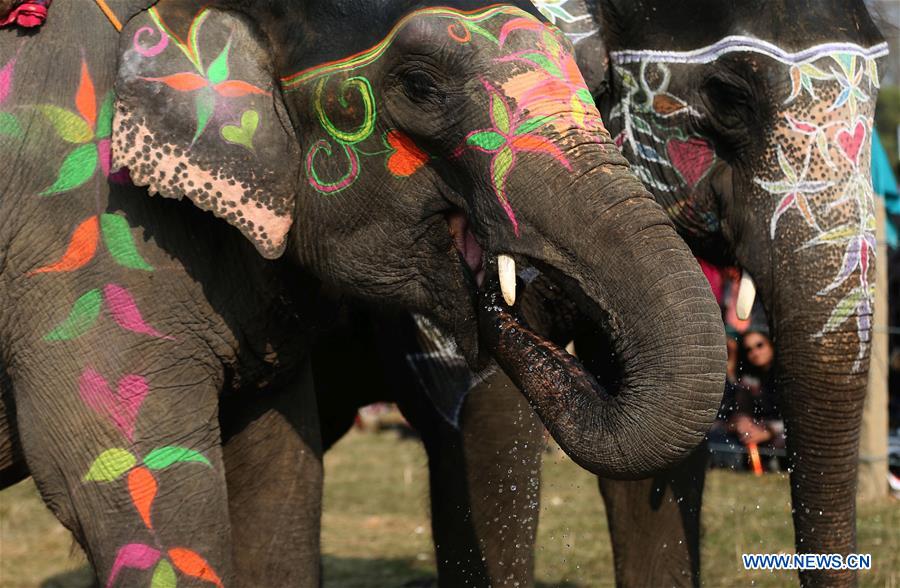 Непал. Победители 15-го конкурса  красоты  среди слонов Дальние дали