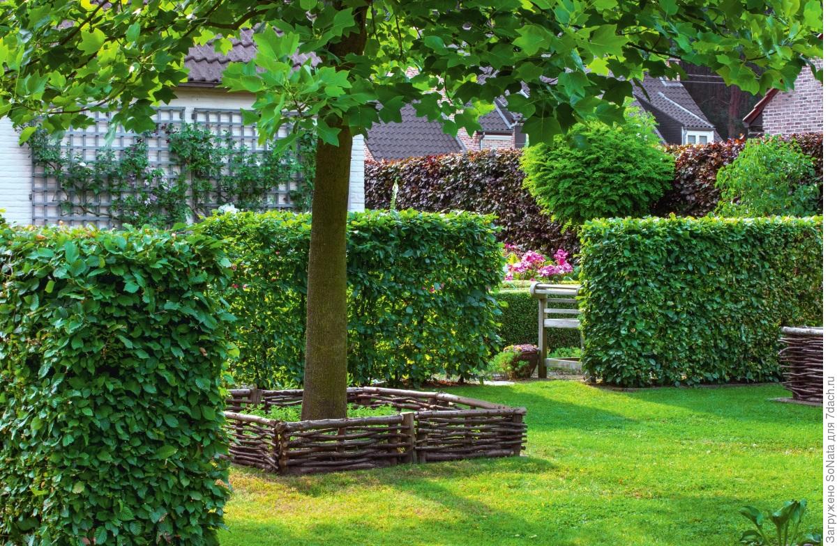 Живая изгородь: 12 образов для зеленого забора дача,ланшафтный дизайн,сад и огород
