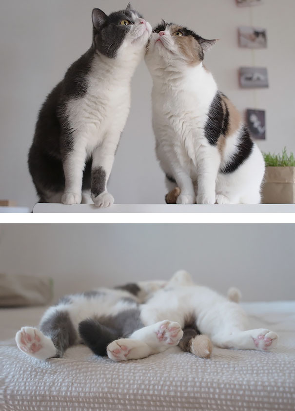 6. Кошачья любовь животные, коты, любовь