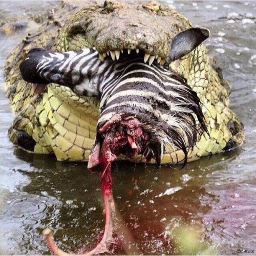 Выбираете на свой вкус любое количество Выбираете на свой вкус любое количество заграница,путешествие,страны,туризм