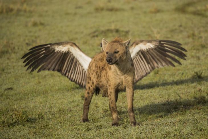 Самые смешные фотографии дикой природы 2018, Comedy Wildlife Photo Awards