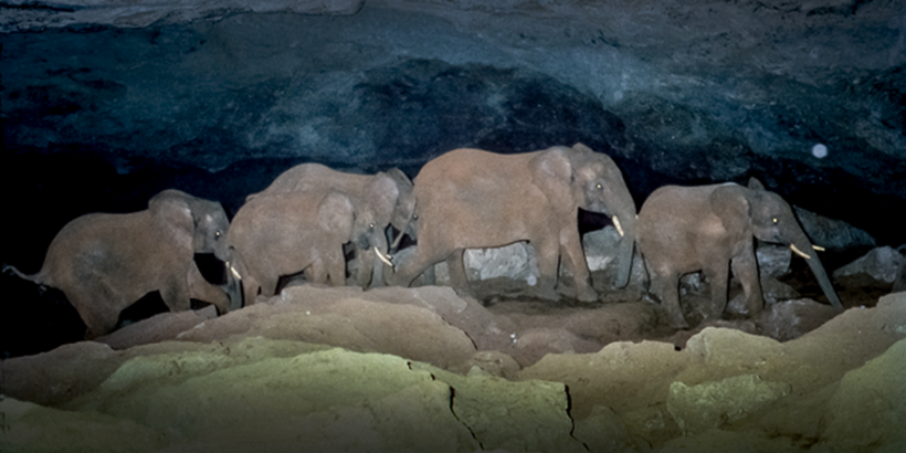 Сквозь темноту и холод: зачем африканские слоны регулярно спускаются в пещеру