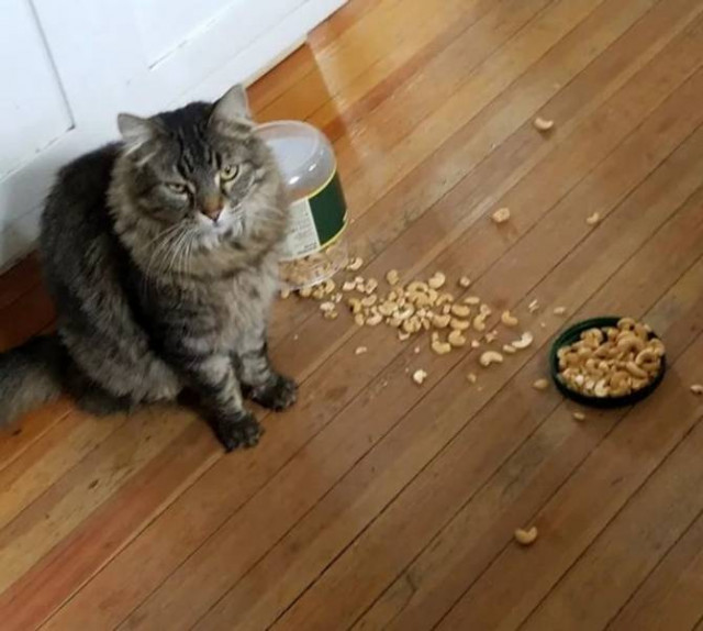 Делаю что хочу! Делаю что хочу!