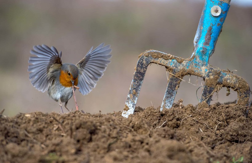 Лучшие фотографии птиц с конкурса Bird Photographer of the Year