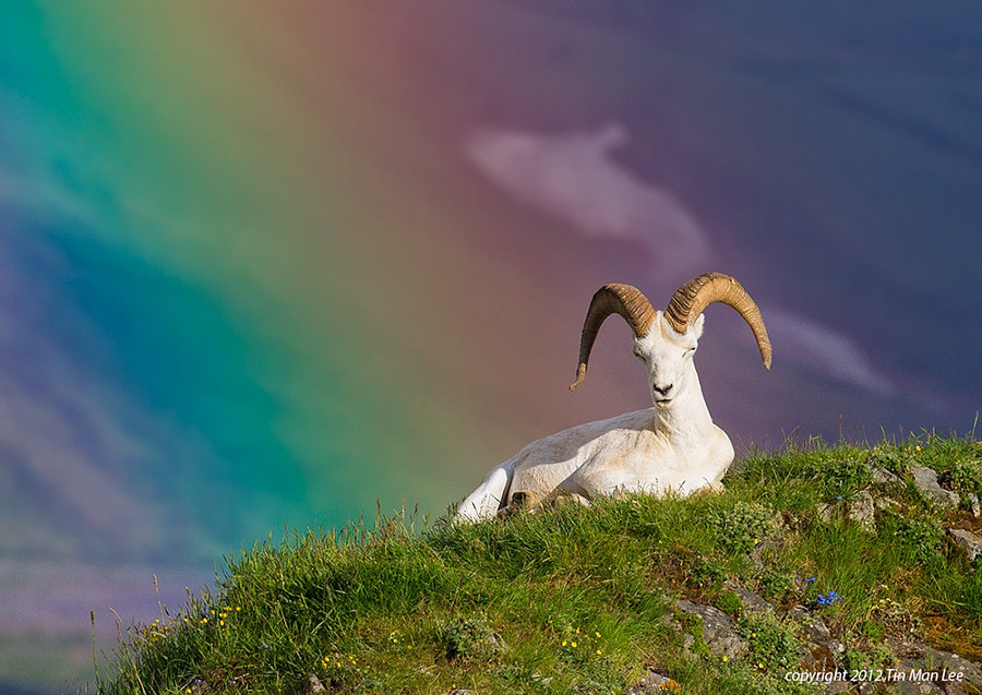 Баран Далля в радуге животные, природа, фото, фотограф