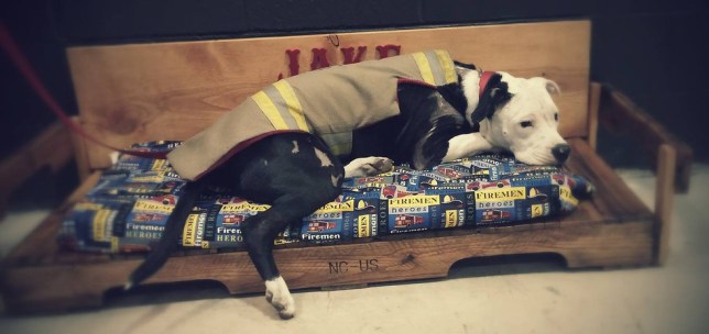 пожарный спас щенка и навсегда изменил его жизнь