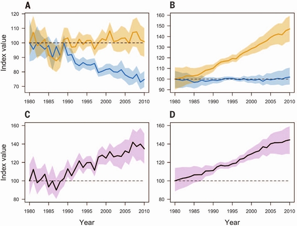 Рис. 6. Влияние климатических условий на тренды численности обычных видов птиц. Мультвивидовые популяционные индексы групп CST+ (оранжевые линии) и CST− (синие линии), объединенные по странам Евросоюза (A) и штатам США (B). Цветными полосамипоказаны 90% доверительные «интервалы». Индекс влияния климата (C — ЕС, D — США) равен частному показателей CST+ и CST−. Значения всех индексов выражены в процентах, за 100% принято значение 1980 года. Горизонтальные пунктирные линии на этом уровне соответствуют отсутствию тренда на рис. A и B, и отсутствию различий между CST+ и CST− группами на рис. C и D. Рисунок из обсуждаемой статьи в Science