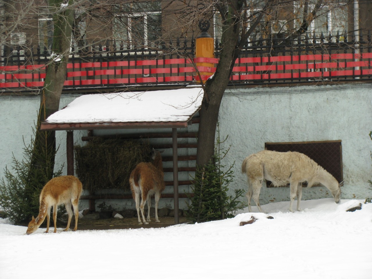 Нужны ли зоопарки. Зимний зоопарк. Московский зоопарк Москва зимой.