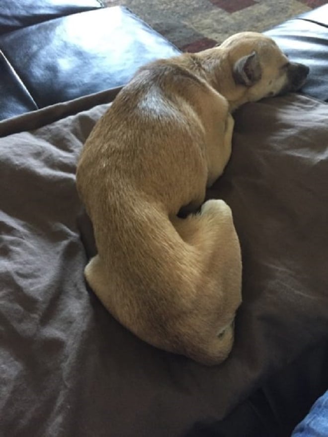 Худая бездомная собака не ела, и доктор сказал, почему. Ей нужна была операция Худая бездомная собака не ела, и доктор сказал, почему. Ей нужна была операция