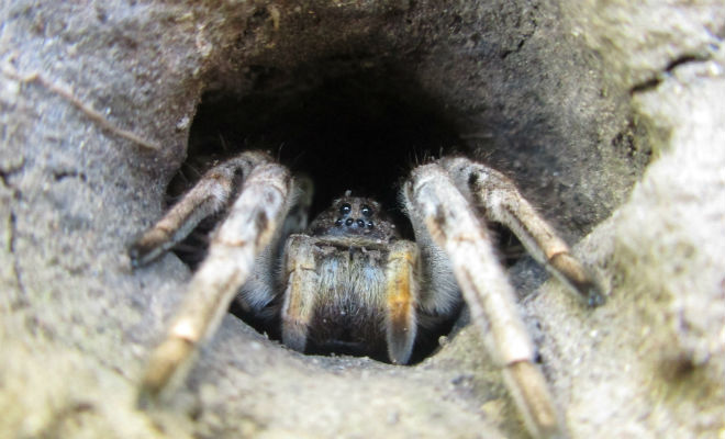 Тарантул: как живет король пауков насекомые