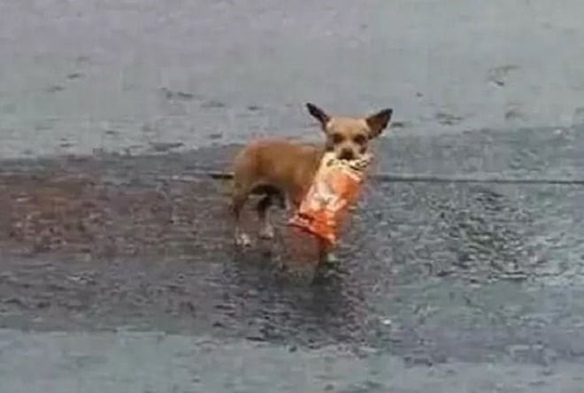 Собака идет